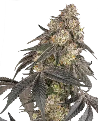 Blue Porcelain cannabis seeds