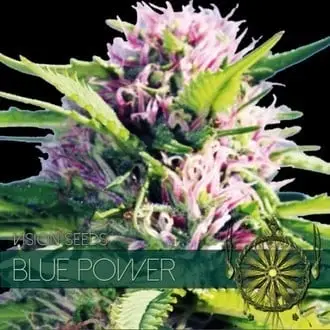 Blue Power cannabis seeds by Vision Seeds