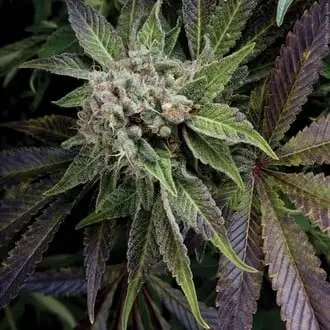 Blue Pyramid cannabis seeds