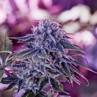 Blue Rhino cannabis seeds by Positronics Seeds