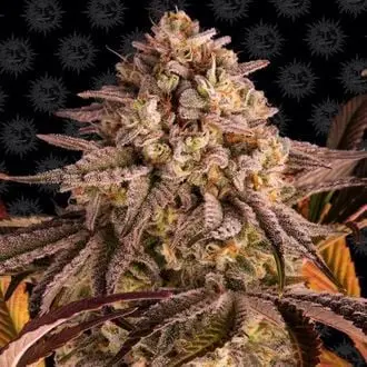Blue Sunset Sherbert cannabis seeds by Barney's Farm