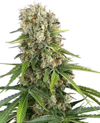 Blue Sunset cannabis seeds