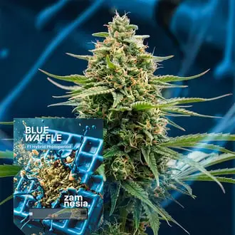 Blue Waffle F1 cannabis seeds