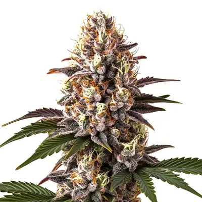 Blue Widow cannabis seeds by Blimburn Seeds