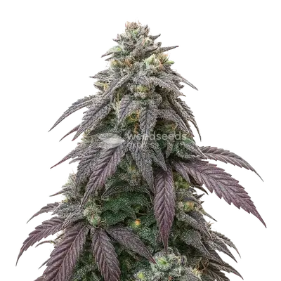 Blue Zushi cannabis seeds