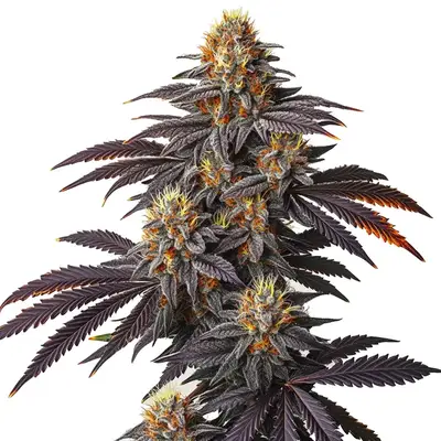 Blueberry Badazz OG cannabis seeds