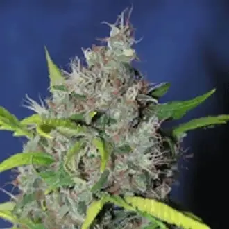 Blueberry Bud cannabis seeds