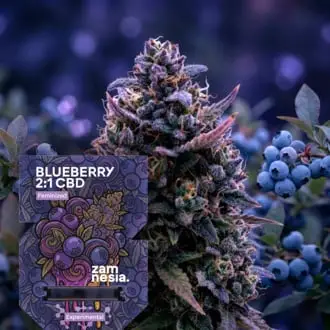 Blueberry CBD 2:1 cannabis seeds by Zamnesia Seeds