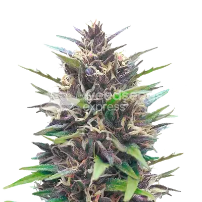 Blueberry CBD cannabis seeds