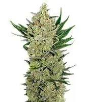 Blueberry Cheese cannabis seeds