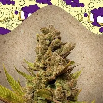 Blueberry Cheesecake cannabis seeds