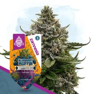 Blueberry Crumble cannabis seeds by Zamnesia Seeds