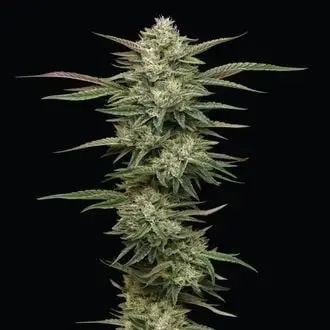 Blueberry Cupcake cannabis seeds
