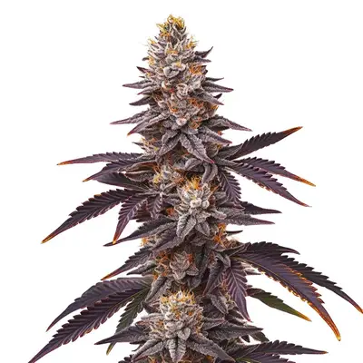 Blueberry Fast Version cannabis seeds