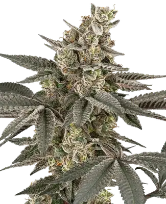 Blueberry Gasoline cannabis seeds