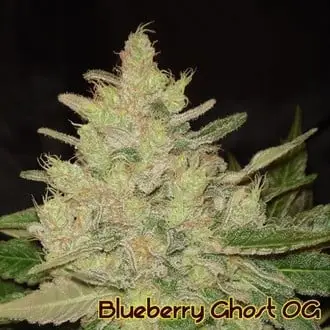 Blueberry Ghost OG cannabis seeds by Original Sensible Seeds