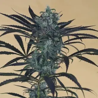 Blueberry Headband cannabis seeds