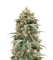 Blueberry Hill cannabis seeds