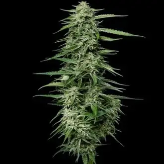 Blueberry Honey cannabis seeds by Humboldt Seed Company