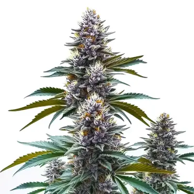 Blueberry Kush cannabis seeds