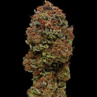 Blueberry Muffin cannabis seeds by Humboldt Seed Company