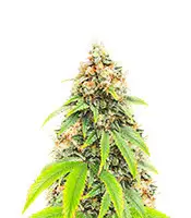 Blueberry OG cannabis seeds