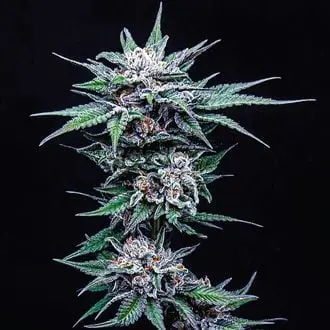 Blueberry Pancakes cannabis seeds by Humboldt Seed Company