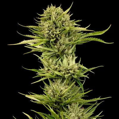 Blueberry Pie F1 Fast cannabis seeds