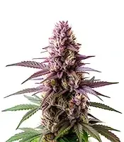 Blueberry Strain cannabis seeds