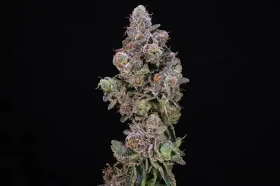 Blueberry Swirl cannabis seeds