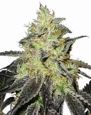 Blueberry Widow cannabis seeds