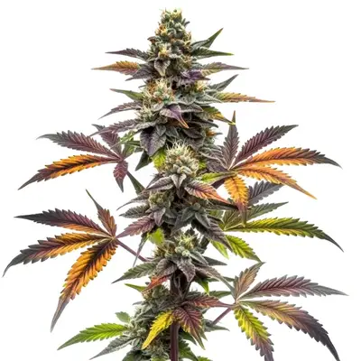Blueberry x OG Kush cannabis seeds