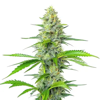 Blueberry x White Widow cannabis seeds by Blimburn Seeds