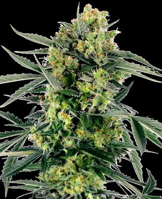Blueberry Zkittlez cannabis seeds