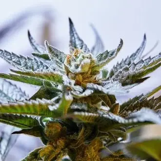 Blueprint S1 cannabis seeds