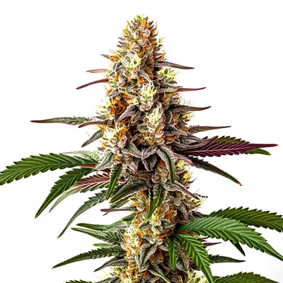 Blunicorn 5 cannabis seeds by Blimburn Seeds