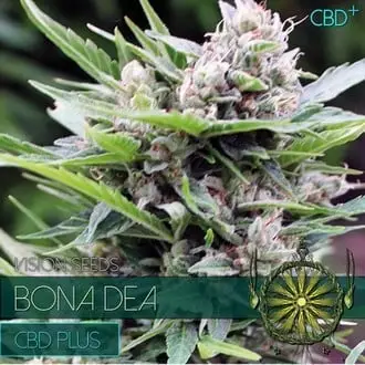 Bona Dea CBD cannabis seeds by Vision Seeds