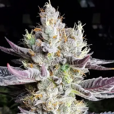 BooBerry Cookies RBX cannabis seeds
