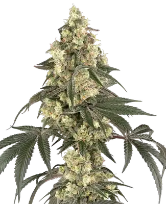 Boujee Berriez cannabis seeds