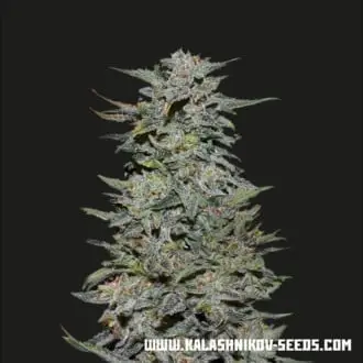 Boy Scout Cookies cannabis seeds