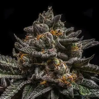 Brain Cake cannabis seeds