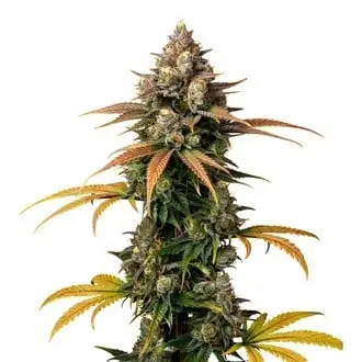 Brain Damage cannabis seeds by Growers Choice