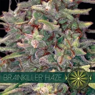 Brainkiller Haze cannabis seeds by Vision Seeds