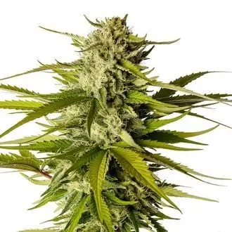 Break-Up Cake cannabis seeds by Kannabia