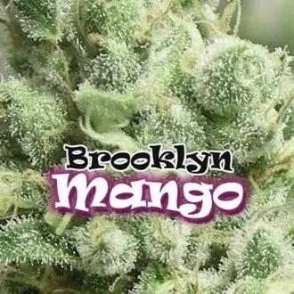 Brooklyn Mango cannabis seeds by Dr. Underground
