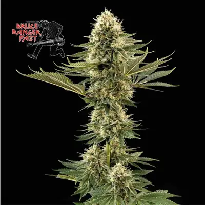 Bruce Banger Fast cannabis seeds