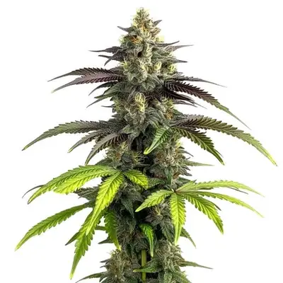 Bruce Banner 2.0 cannabis seeds by Blimburn Seeds
