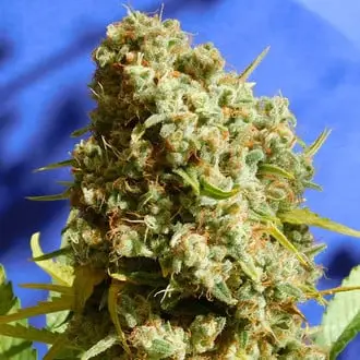 Bruce Banner 3 Fast cannabis seeds by Original Sensible Seeds
