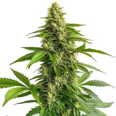 Bruce Banner #3 FBV cannabis seeds