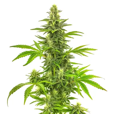Bruce Banner Fast Version cannabis seeds